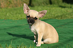 sitting shorthaired Chihuahua Puppy