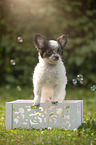 Chihuahua puppy in wooden box