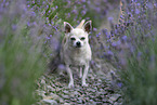 old male Chihuahua