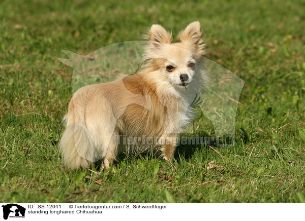 standing longhaired Chihuahua / SS-12041