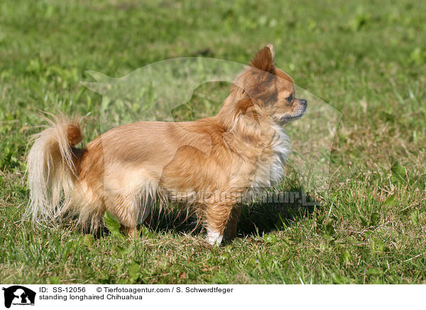 standing longhaired Chihuahua / SS-12056