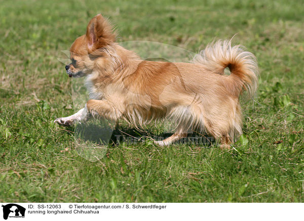 running longhaired Chihuahua / SS-12063