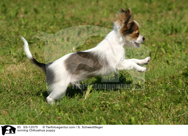 running Chihuahua puppy / SS-12075