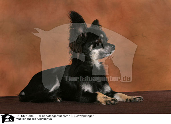 lying longhaired Chihuahua / SS-12089