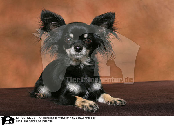 lying longhaired Chihuahua / SS-12093