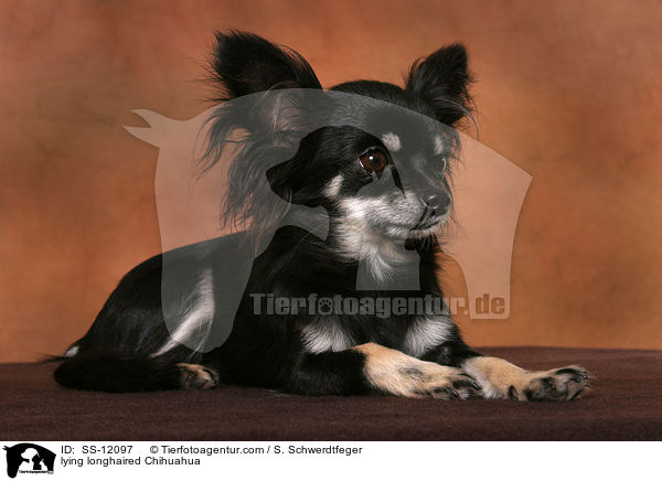 lying longhaired Chihuahua / SS-12097