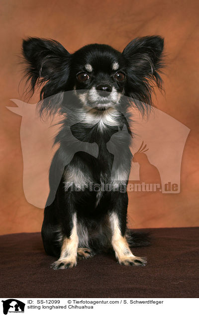 sitting longhaired Chihuahua / SS-12099