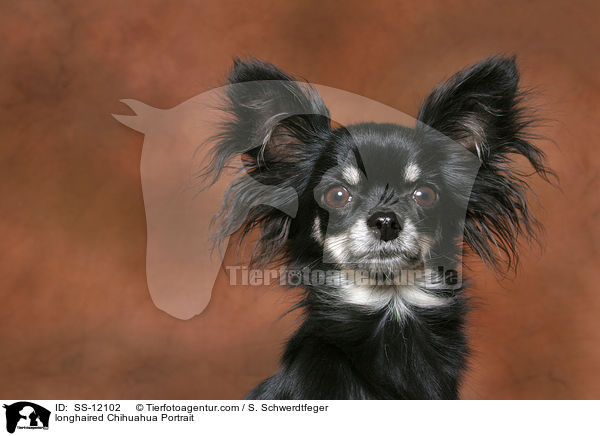 longhaired Chihuahua Portrait / SS-12102