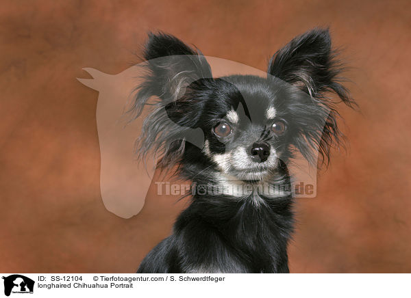 longhaired Chihuahua Portrait / SS-12104