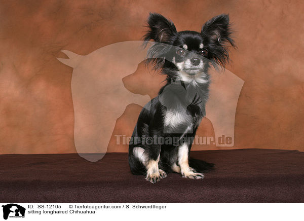 sitting longhaired Chihuahua / SS-12105