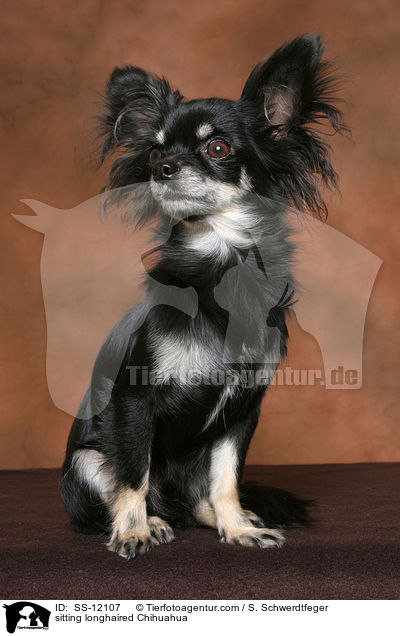 sitting longhaired Chihuahua / SS-12107