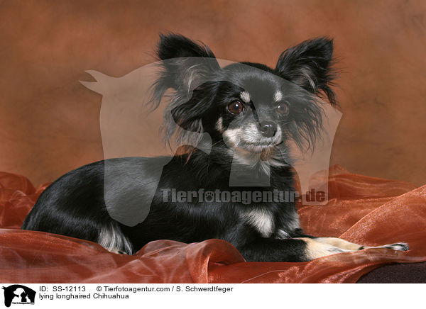 lying longhaired Chihuahua / SS-12113