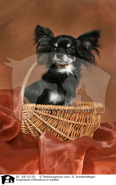 longhaired Chihuahua in basket / SS-12119