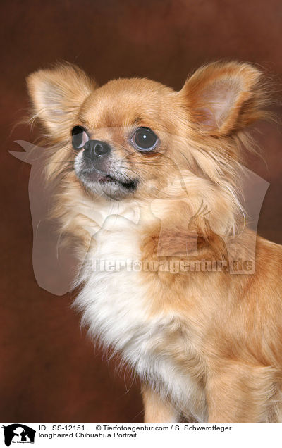 longhaired Chihuahua Portrait / SS-12151