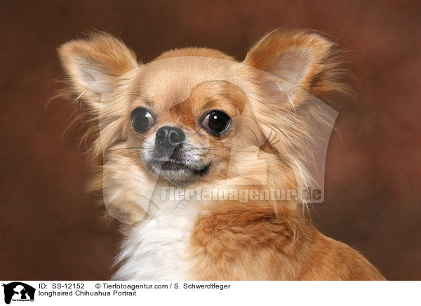 longhaired Chihuahua Portrait / SS-12152