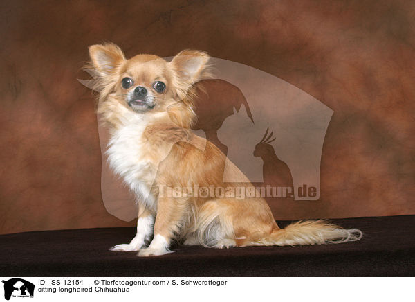 sitting longhaired Chihuahua / SS-12154