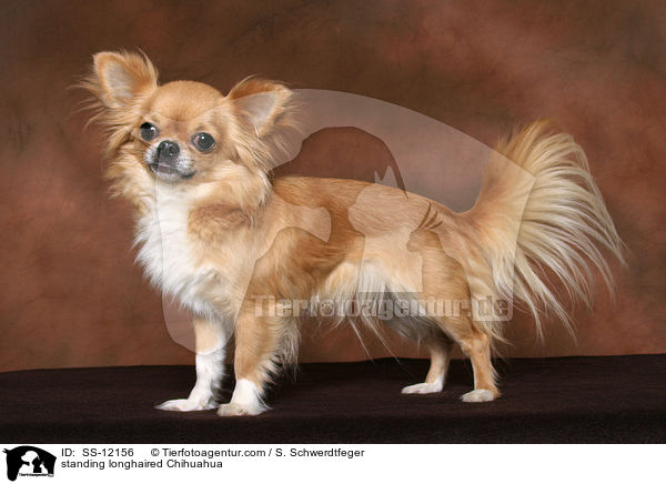 standing longhaired Chihuahua / SS-12156