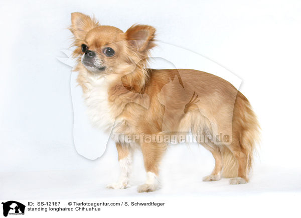 standing longhaired Chihuahua / SS-12167