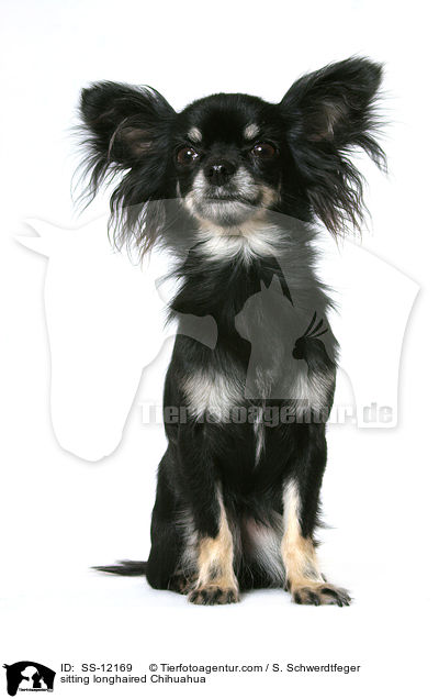 sitting longhaired Chihuahua / SS-12169