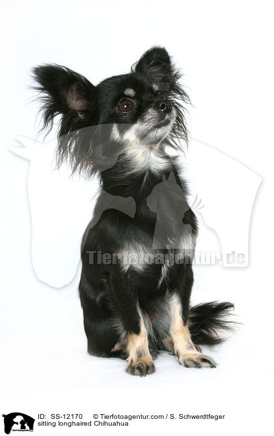 sitting longhaired Chihuahua / SS-12170