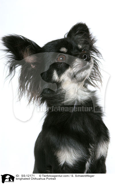 longhaired Chihuahua Portrait / SS-12171