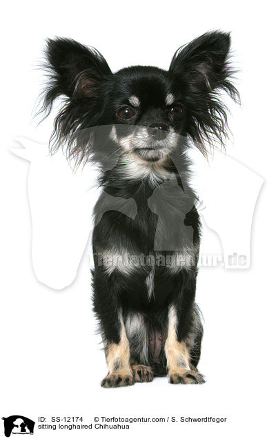 sitting longhaired Chihuahua / SS-12174