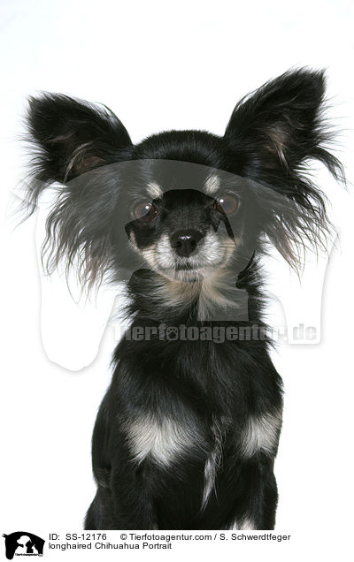 longhaired Chihuahua Portrait / SS-12176
