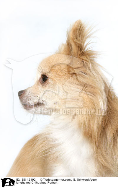 longhaired Chihuahua Portrait / SS-12192