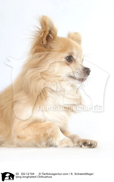 lying longhaired Chihuahua / SS-12194