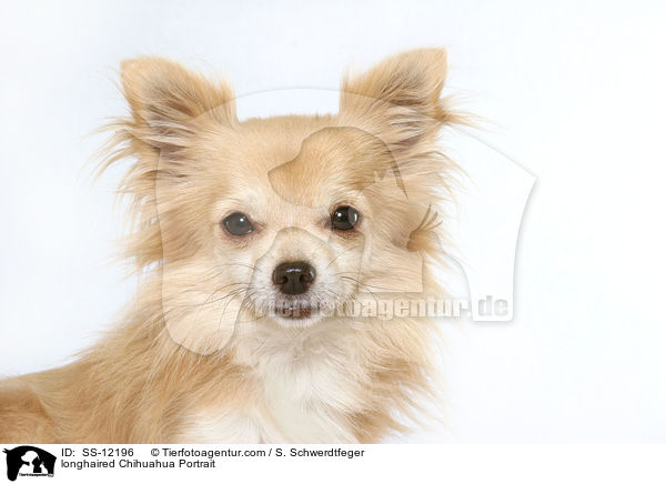longhaired Chihuahua Portrait / SS-12196