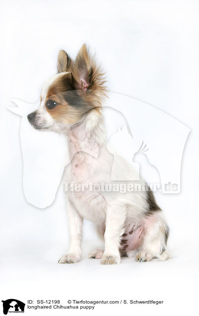 longhaired Chihuahua puppy / SS-12198