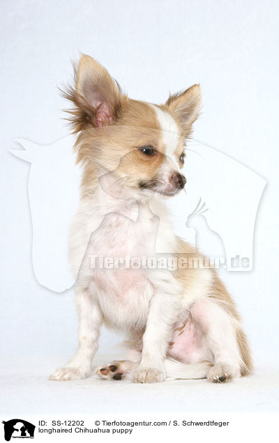 longhaired Chihuahua puppy / SS-12202