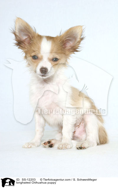 longhaired Chihuahua puppy / SS-12203