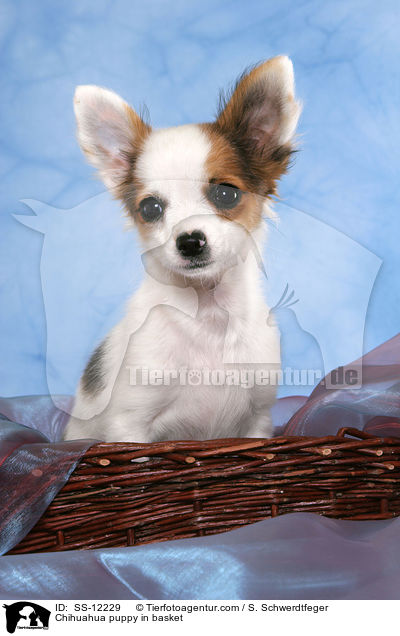 Chihuahua puppy in basket / SS-12229