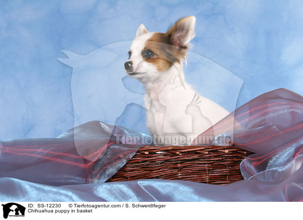 Chihuahua puppy in basket / SS-12230