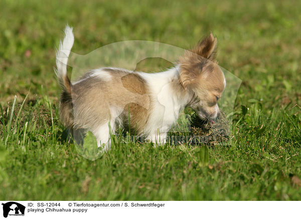 playing Chihuahua puppy / SS-12044