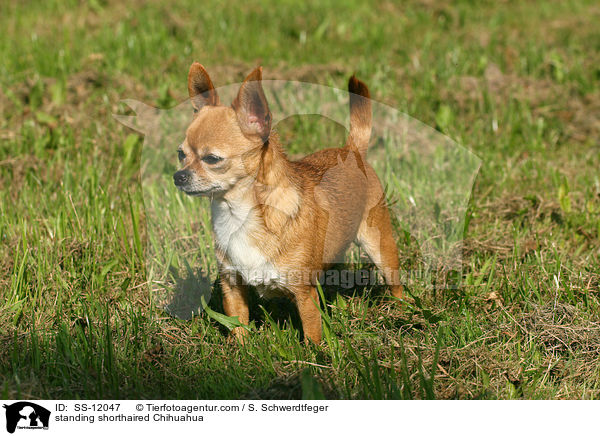standing shorthaired Chihuahua / SS-12047