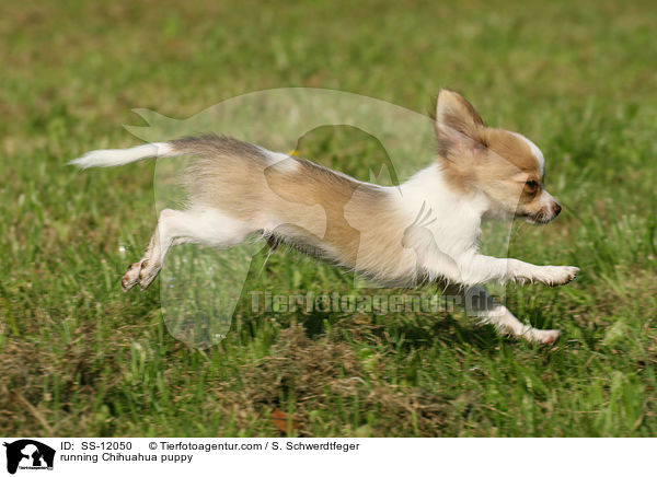 running Chihuahua puppy / SS-12050