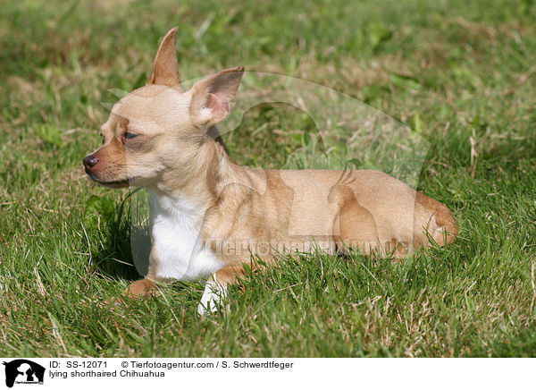 lying shorthaired Chihuahua / SS-12071
