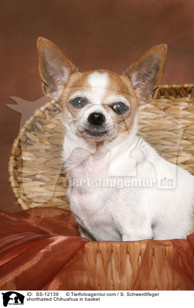 shorthaired Chihuahua in basket / SS-12139