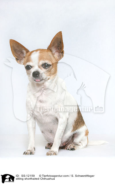 sitting shorthaired Chihuahua / SS-12159