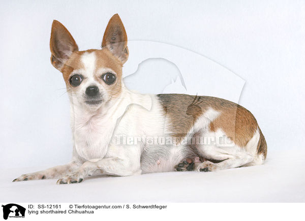 lying shorthaired Chihuahua / SS-12161