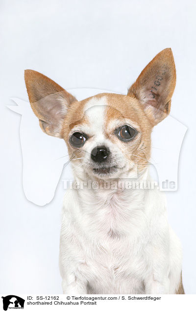 shorthaired Chihuahua Portrait / SS-12162