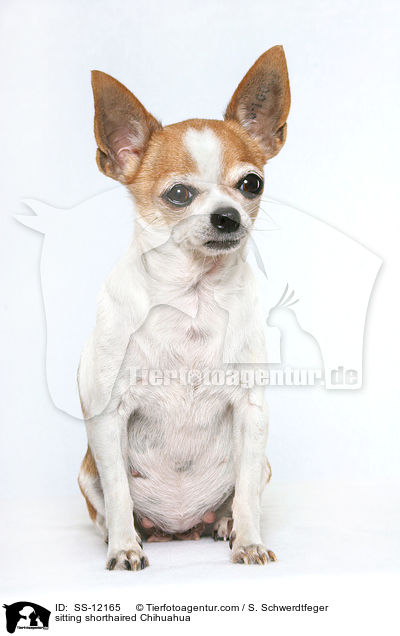 sitting shorthaired Chihuahua / SS-12165