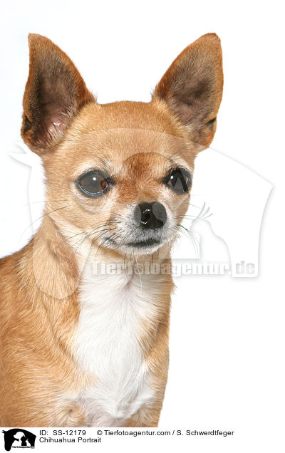 Chihuahua Portrait / SS-12179