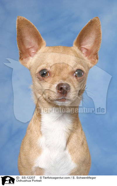 Chihuahua Portrait / SS-12207