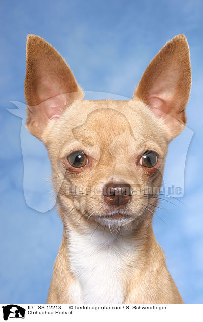 Chihuahua Portrait / SS-12213