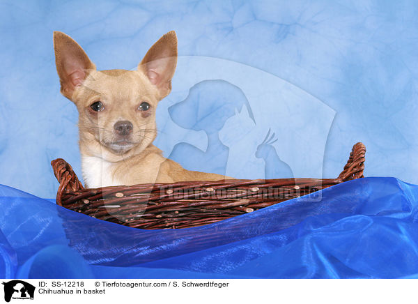 Chihuahua in basket / SS-12218