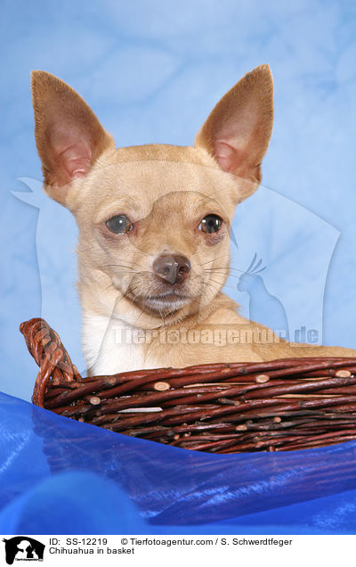 Chihuahua in basket / SS-12219