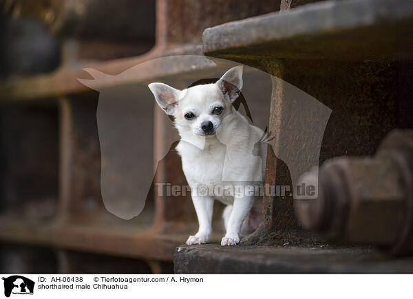 Kurzhaarchihuahua Rde / shorthaired male Chihuahua / AH-06438